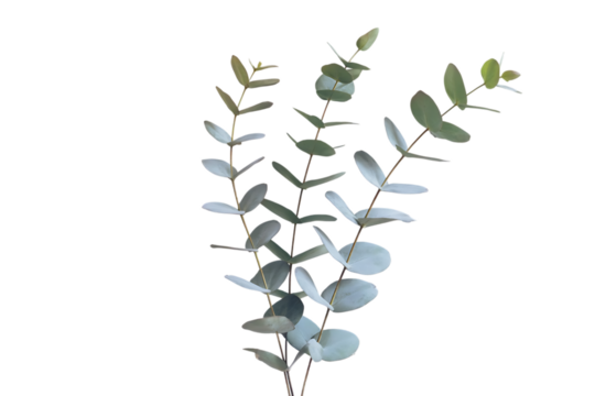 Delicate eucalyptus leaves branch with soft green and blue hues isolated on transparent background