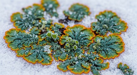 Snowpack lichens fueled by cold-adapted algae