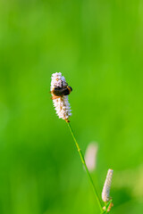 A Bee Delicately Pollinating a Beautiful Flower in a Vibrant Green Field Full of Life