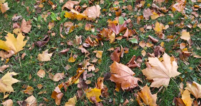 sparsely scattered foliage of deciduous trees in the green grass in autumn, yellow foliage of maples and other trees that have fallen to the ground in the autumn season