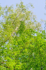 The Lush Green Canopy is filled with Bright Leaves shimmering Against a Clear Sky above