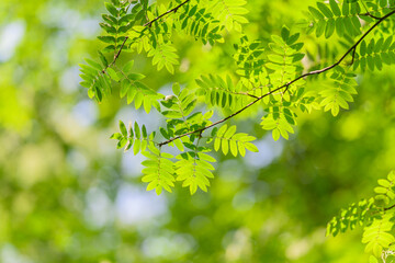 A CloseUp View of Lush Green Leaves Beautifully Bathed in Gorgeous Natural Light Outdoors