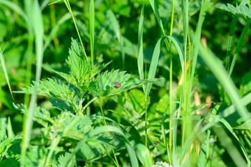 Vibrant green grass and diverse plants thrive in their habitat, forming a rich ecosystem