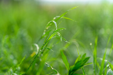 A CloseUp View of Dew Covered Grass Flourishing in Natures Beautiful Surroundings
