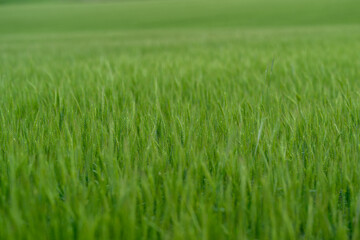 The Lush Green Fields of Vibrant Growth in Natures Beautiful Splendor and Abundance