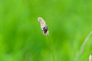 A Bee Actively Pollinating a Beautiful Flower Amidst a Vibrant Green Field of Nature