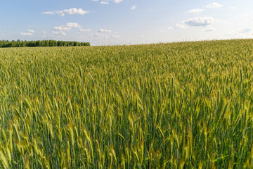 A Vast and Expansive Green Field of Wheat Stretching Wide Under a Clear Blue Sky Above