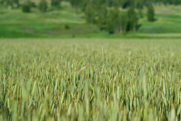 Lush green fields are abundantly thriving and are ready for the upcoming harvest season