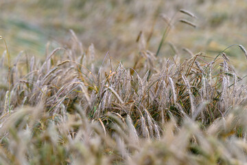 Obraz premium Serene Fields of Golden Grass Gently Swaying Under the Soft Light of the Setting Sun