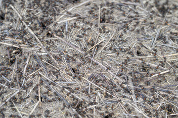 Observing Busy Ants Moving Amongst Pine Needles and NutrientRich Soil in Their Natural Habitat