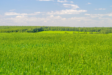 Obraz premium Lush and Vibrant Green Fields Spreading Under a Beautiful and Clear Blue Sky Above