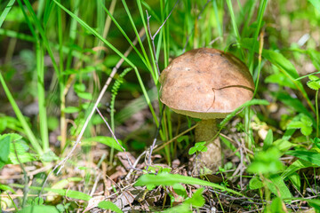 A beautiful mushroom in its natural habitat, surrounded by vibrant green plant life andcolors