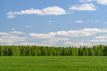 Fototapeta premium A Beautiful and Peaceful Green Landscape Set Beneath a Bright Blue Sky with Fluffy Clouds