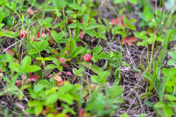 Experience the lush and vibrant greenery along with the wild berries found in natures beauty