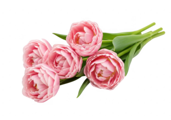 A beautiful bouquet of five light pink double tulips isolated on transparent background