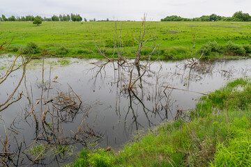 A Serene and Picturesque Landscape Featuring a Marsh Surrounded by Lush Greenery and Nature