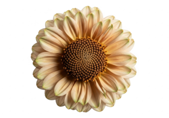 Top view of a pale peach and green daisy flower isolated on transparent background