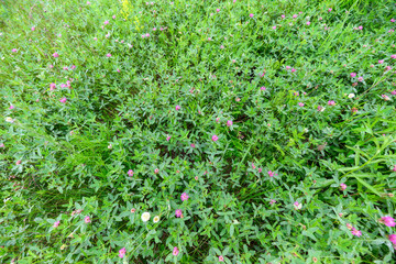 A Vibrant Green Field adorned with Beautiful Pink Blossoms in Natures Beautiful Palette