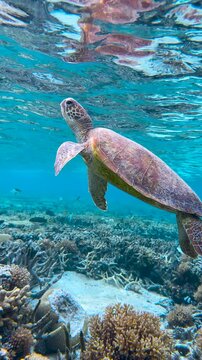 A beautiful Green Sea Turtle swims to the surface for a breath of air in crystal clear tropical blue waters of a coral reef lagoon on the Great Barrier Reef, QLD Australia.