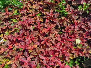 red leaves background