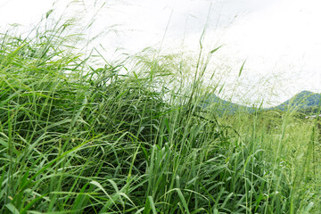Low angle view of tall wild grass and cloudy sky