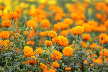 Golden Marigold Flower Field in Full Bloom – Vibrant Garden Nature Photography
