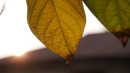 Rangoon creeper Tree leaves