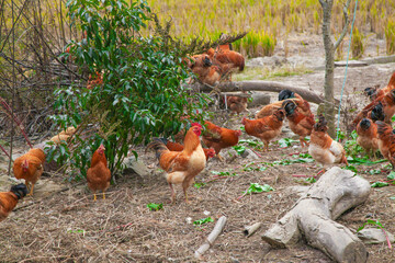 Free Range Chickens Roaming in Rural Farmhouse Yard - Organic Poultry Farm Life