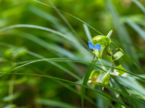 A close-up photo of fully bloomed blue Asiatic dayflower (Commelina communis) flowers in summer.