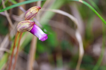 Fototapeta premium A close-up photo of a pink Indian broomrape (Aeginetia indica) flower blooming in autumn.
