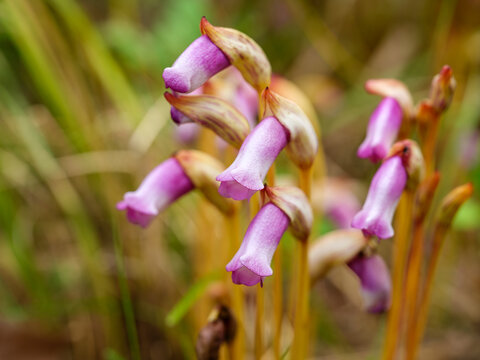 A close-up photo of a pink Indian broomrape (Aeginetia indica) flower blooming in autumn.