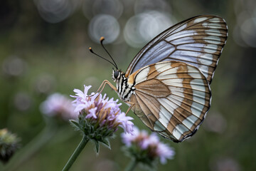 A close-up macro shot of a white and brown striped butterfly perched on a delicate purple wildflower, set against a moody background with soft, circular bokeh light effects.
