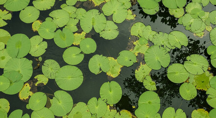 Top view of bright green lily pads floating on dark water surface