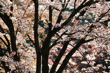 逆光で撮影した満開の山桜