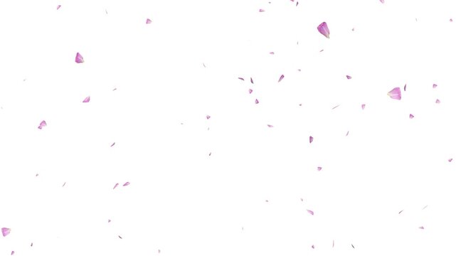 Cherry petals falling overlay with sakura petals falling 4K, pink petals animation white background, autumn leaves flutter down fall season and orange leaves falling