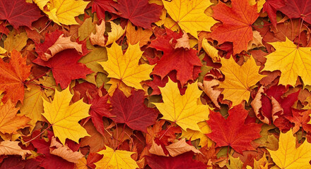 Vibrant autumn maple leaves in shades of red, orange, and yellow