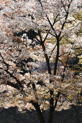 逆光で撮影した満開の山桜