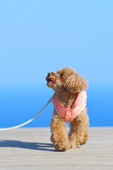 青空が美しい日に散歩を楽しむトイ・プードル