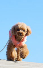 青空の下で散歩をするトイ・プードル