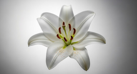 Close up of a beautiful white lily flower studio shot