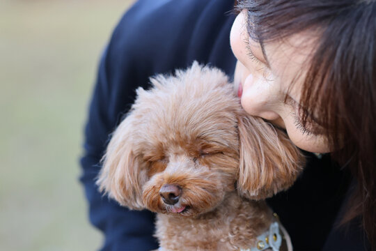 飼い主さんとのじゃれあいに少し嫌がるトイ・プードル