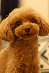 ベッドの上でリラックスするトイ・プードル