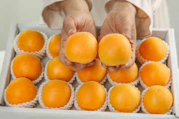 Fresh Shaanxi Qinling Apricots in Hands - Premium Golden Stone Fruit from China