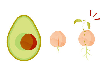アボカドの種が発根、発芽する段階のイラスト