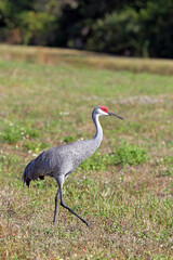 Fototapeta premium Sandhill Crane in Field, Right-Facing, Side Profile