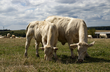 Two light colored cows grazing in a meadow on a sunny day with clouds. In the background another herd, farm and landscape. Agriculture, meat, breeding.