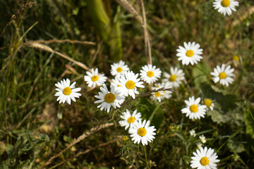 Fototapeta premium Close-up of white wild chamomile flowers from above. Wild chamomile growing in a meadow. White flowers with a yellow center on a green background. Wild medicinal plant.