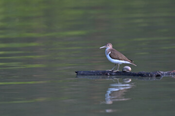An aquatic snail creating the perfect illusion of a birds egg. The bird in the image is a Common Sandpiper photographed in in Sundarbans, West Bengal, India.