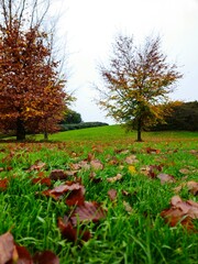 Autumn Landscape. Park in Autumn.  Colorful Fall Maple Leaves on the ground of garden path in Autumn. 
Misty autumn morning in the city park.