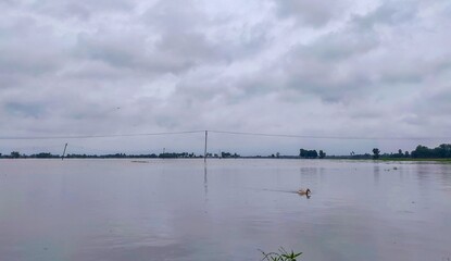 Flooded landscape with muddy water spreading across a wide farmland. Flood waters reflect the...